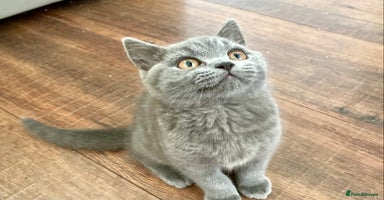 British Shorthair cats - Advert 3