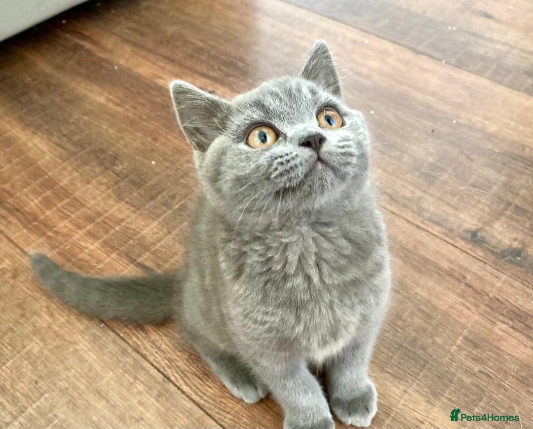 British Shorthair cats for sale: LAST British short haired kitten READY TO LEAVE. - Image 2