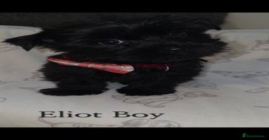Yorkshire Terrier dogs - Advert 11
