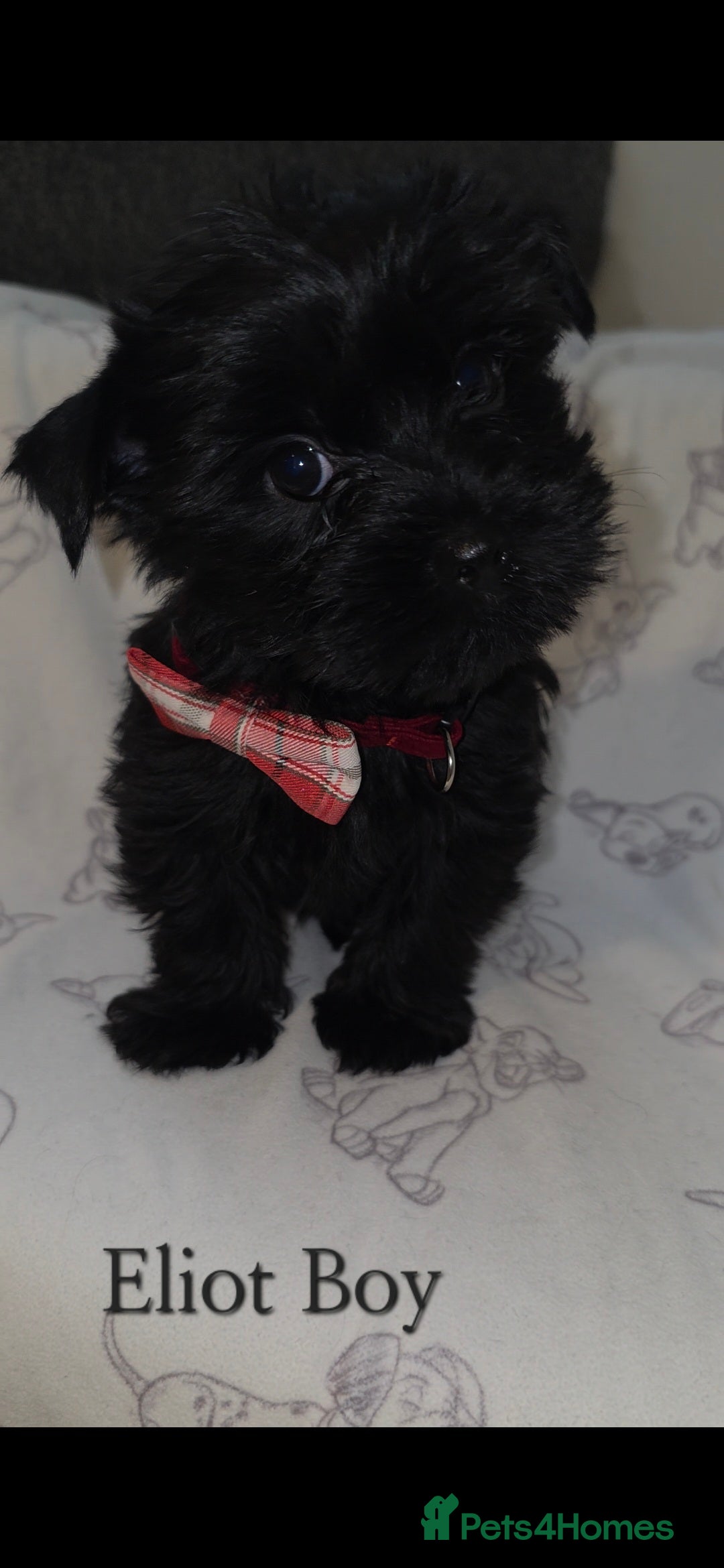 Yorkshire Terrier dogs for sale: Yorkshire Terrier Puppies Ready Now - Image 2