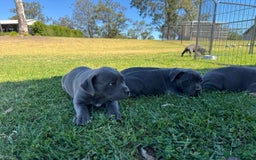 Staffordshire Bull Terrier dogs for sale: Ultimate healthy blueish Staffordshire bullies  - Image 3