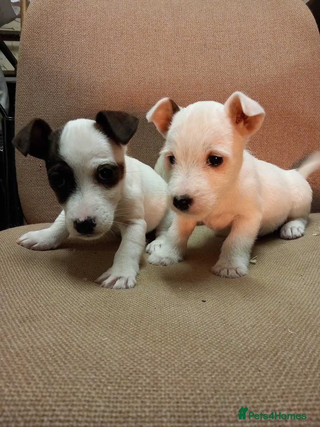 Parson Russell dogs for sale: Parson Russell Puppies  - Advert 7