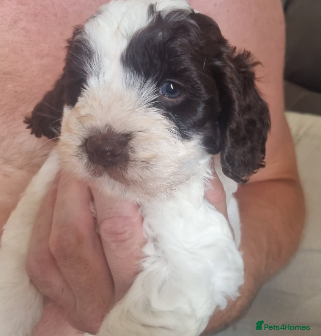 Cockapoo dogs for sale: Beautiful cockapoo boy  in Rotherham - Image 5