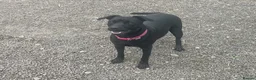 Patterdale Terrier dogs for sale: Quality 8 week old Patterdale Pups Available  - Advert 11