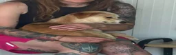 Mixed Breed dogs for adoption: Boba - Dereham Norfolk  in Dereham - Advert 5