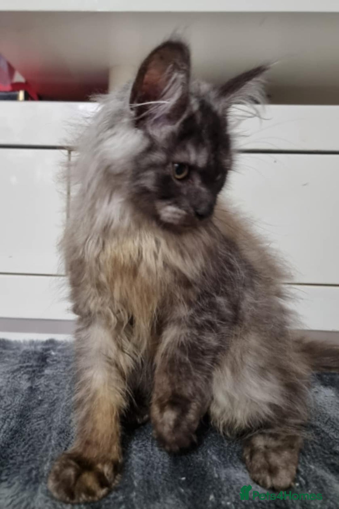 Maine Coon cats for sale: Beautiful Maine Coon Kittens - Advert 22