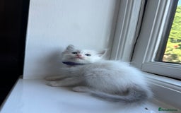 Ragdoll cats for sale: GCCF Registered Ragdoll Kittens Available! 🐾 in Taunton - Image 36