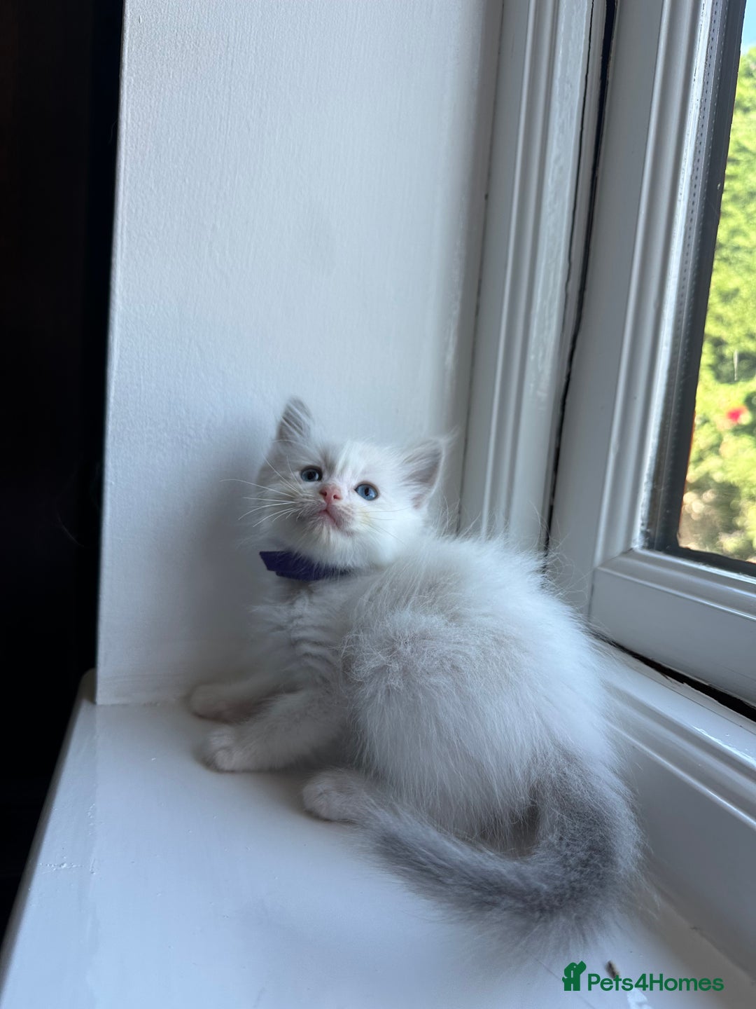 Ragdoll cats for sale: GCCF Registered Ragdoll Kittens Available! 🐾 in Taunton - Image 36