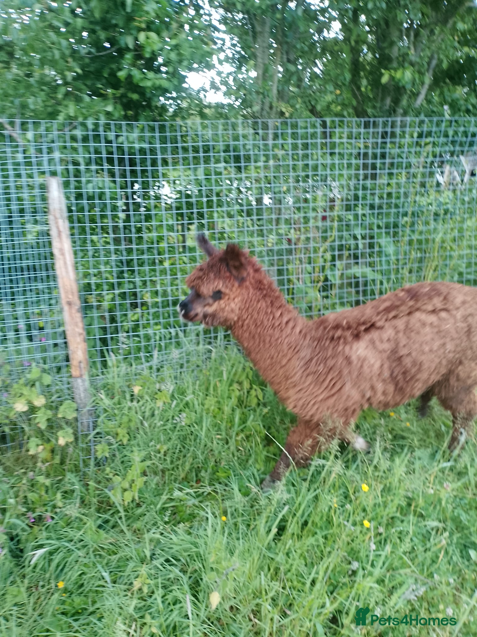 Alpaca livestock for sale: male alpaca cria - Advert 2