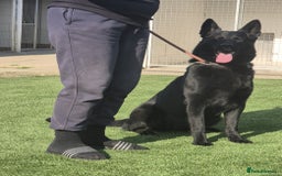 German Shepherd dogs for sale: Super Working Line German Shepherd Puppies - Image 12