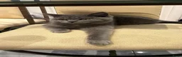British Shorthair cats for sale: Female british shorthair kitten - Advert 11
