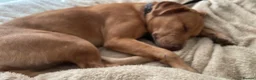 Mixed Breed dogs for sale: Staffy x Belgium malinois in Newent - Advert 3