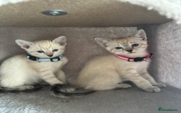 Siamese cats for sale: Siamese Lynx Kittens – 3 Boys & 3 Girls - Image 2