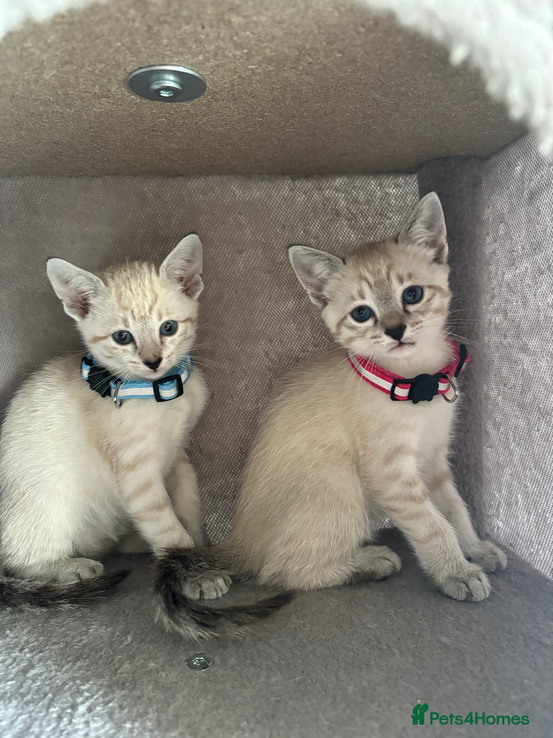 Siamese cats for sale: Siamese Lynx Kittens – 3 Boys & 3 Girls - Image 2