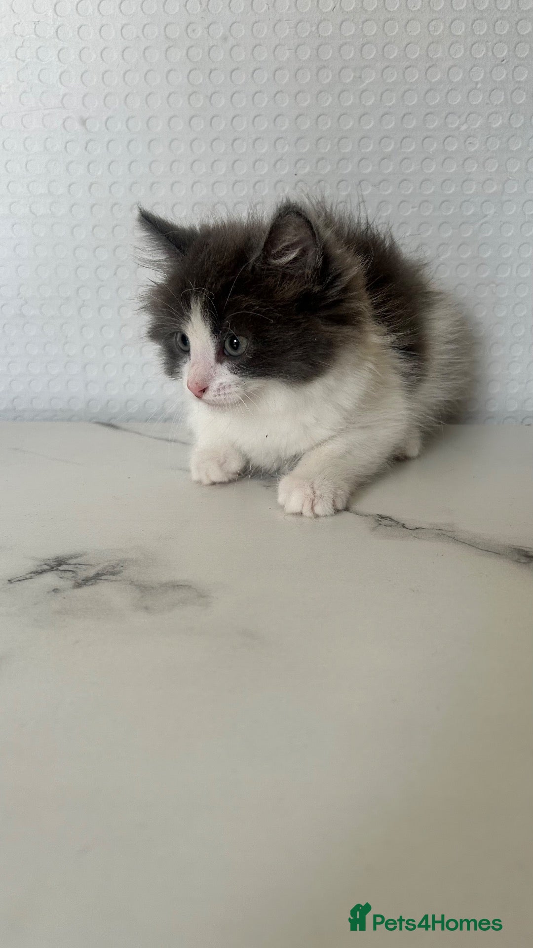 British Shorthair cats BSH X KITTENS READY TO LEAVE 💓💙 - Advert 10