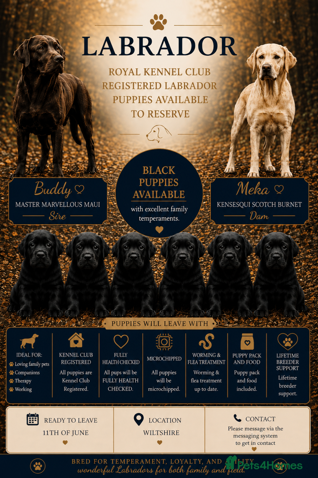 Labrador Retriever dogs Royal Kennel club registered puppies - Advert 14