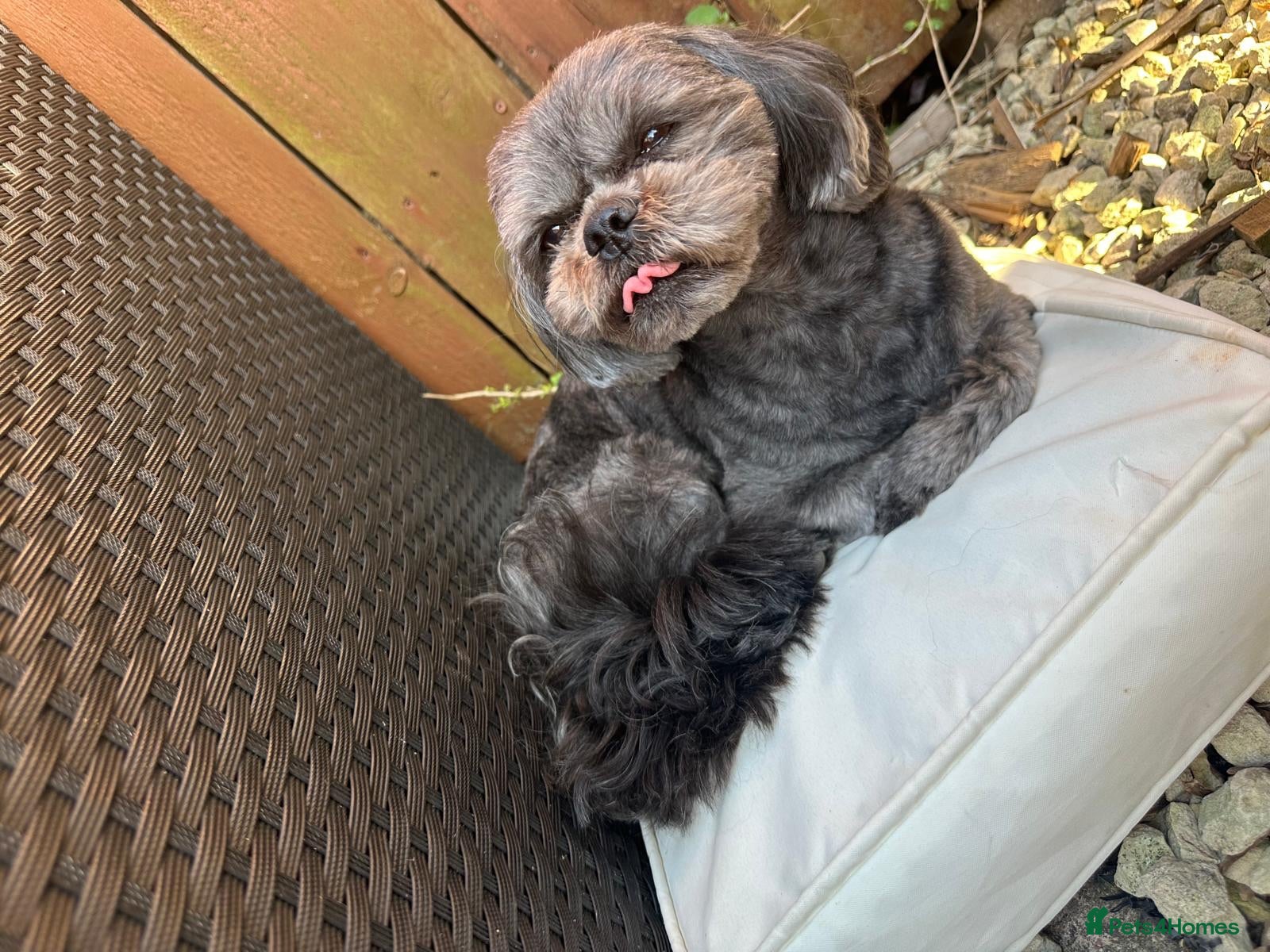 Mixed Breed dogs AVAILABLE FOR STUD NOT FOR SALE - Advert 1