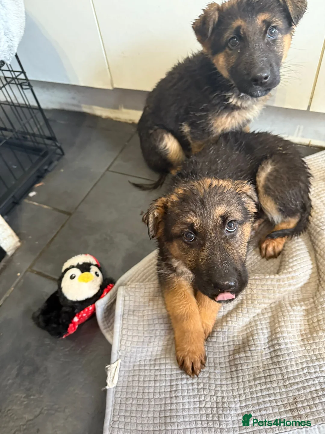 German Shepherd dogs for sale: German shepherd puppies - Advert 4