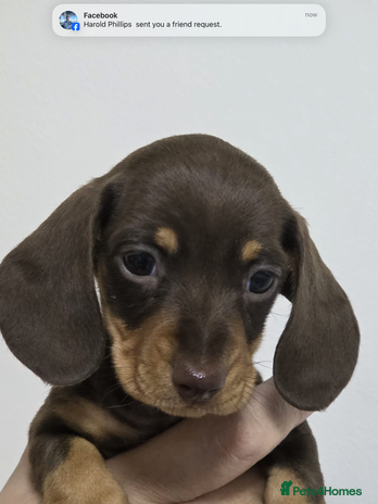 Miniature Dachshund dogs 3 Quality KC Female Mini Dachshunds - Advert 6