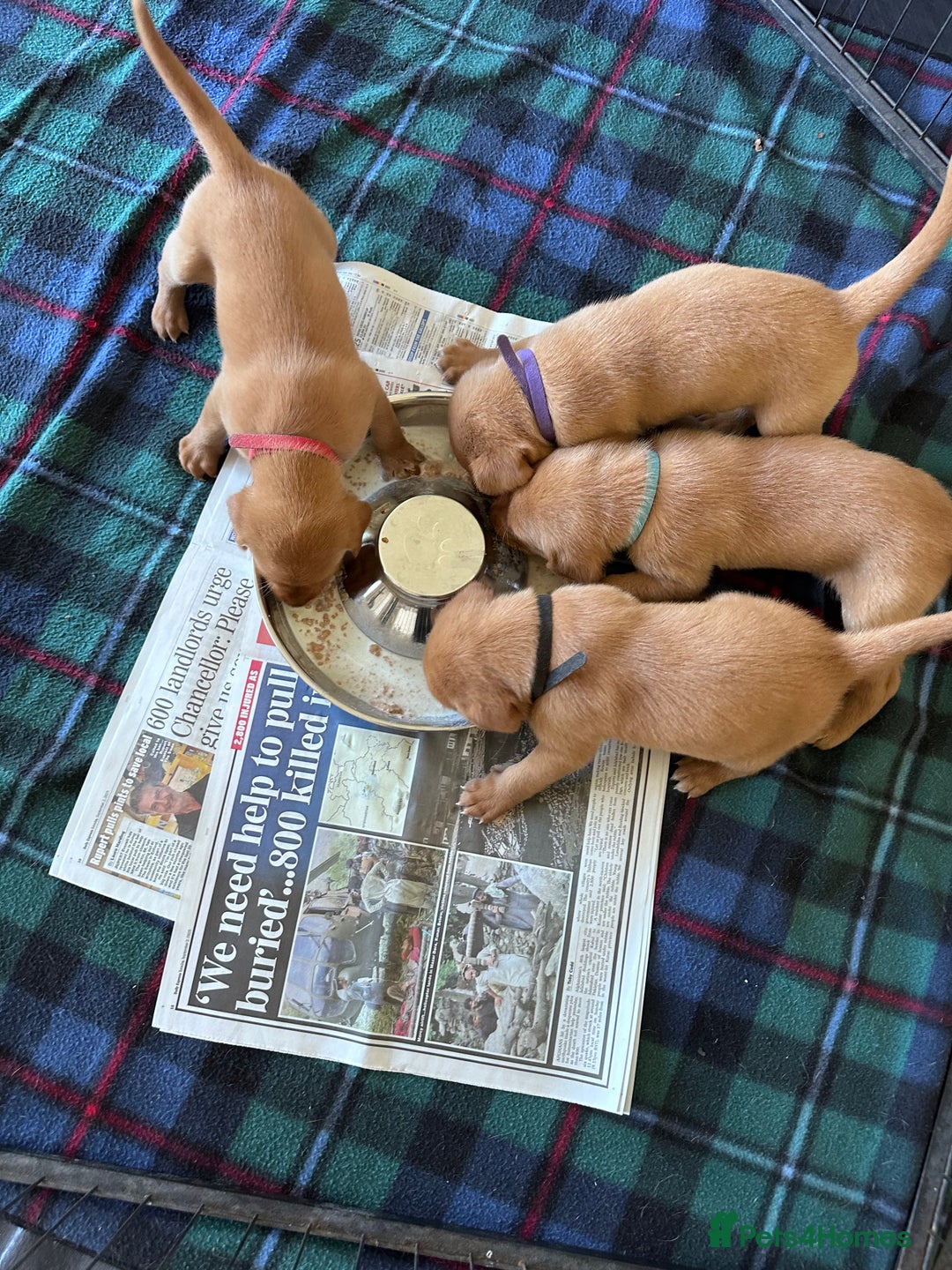 Labrador Retriever dogs for sale: Excellent Labrador puppies for sale - Image 3