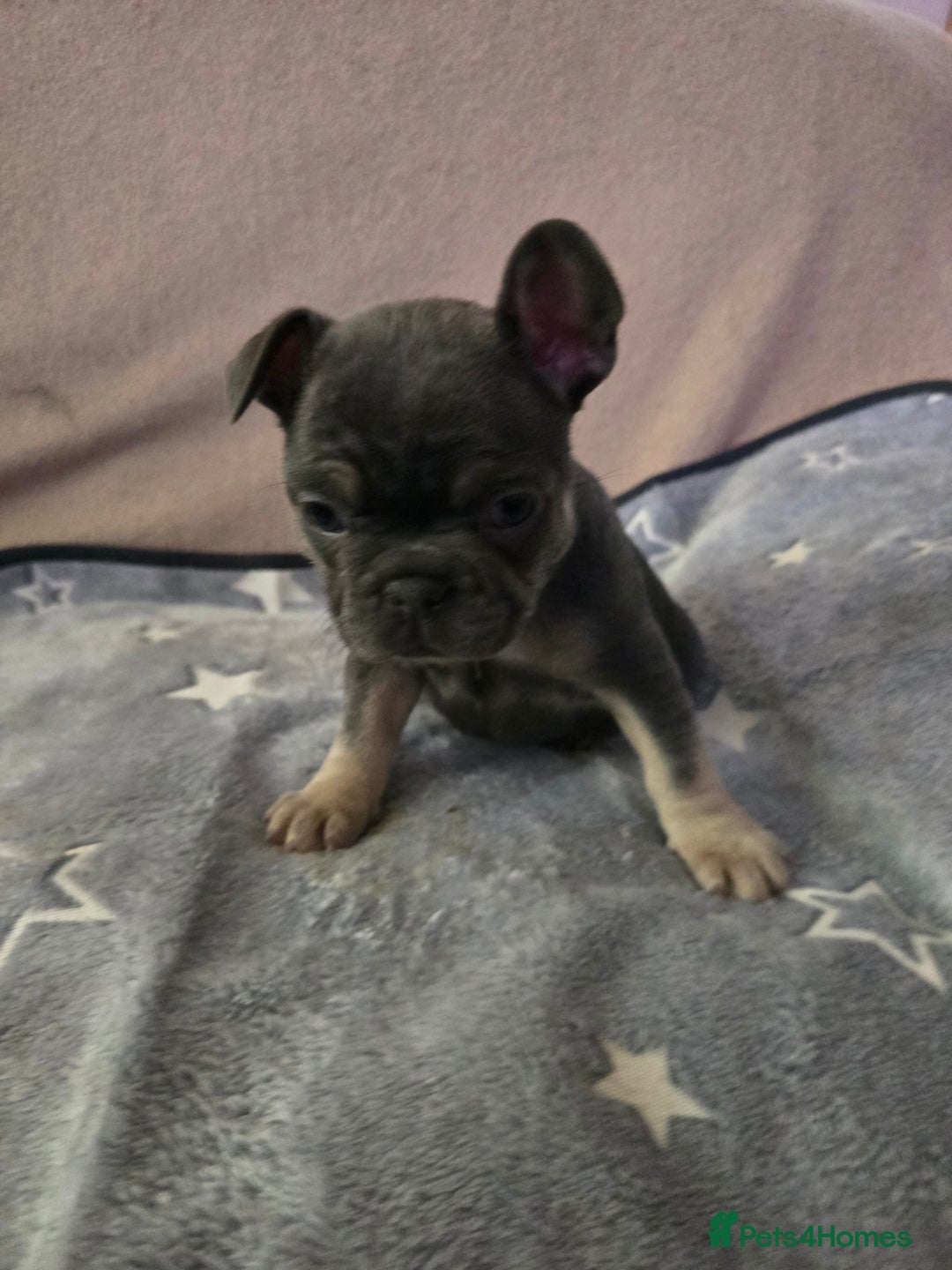 French Bulldog dogs for sale: Beautiful blue & White Blue & Tan - Advert 5