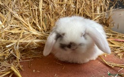Mini Lop rabbits for sale: Mini lops ready to reserve  - Image 5