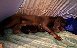 Cane Corso dogs for sale: cane corso puppies  - Image 2