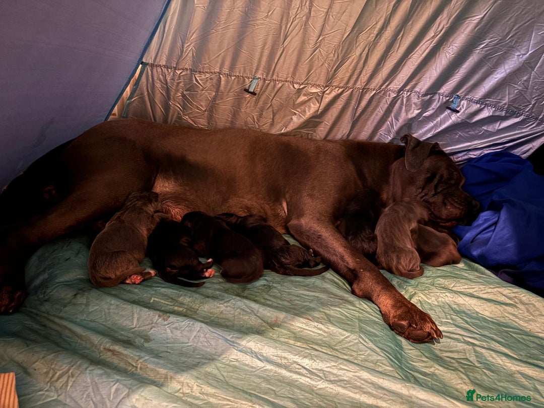 Cane Corso dogs for sale: cane corso puppies  - Image 2