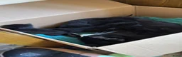 British Shorthair cats for sale: 5 jet black and 1 black and white kitten  - Advert 2