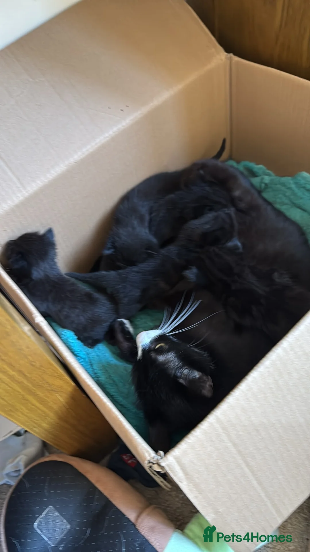 British Shorthair cats for sale: 5 jet black and 1 black and white kitten  - Advert 2