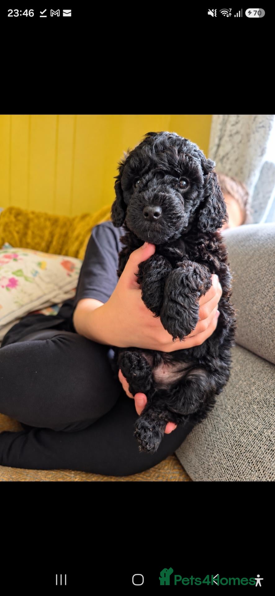Cockapoo dogs Beautiful Teddy Face Curly Cockapoo Puppies - Advert 1