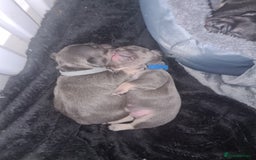 French Bulldog dogs for sale: Chunky frenchies - Image 1