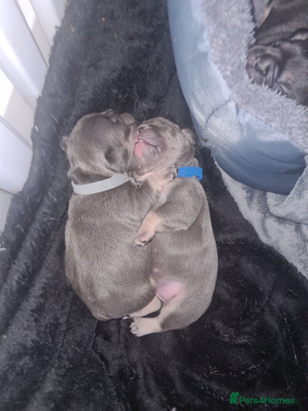 French Bulldog dogs for sale: Chunky frenchies - Image 1
