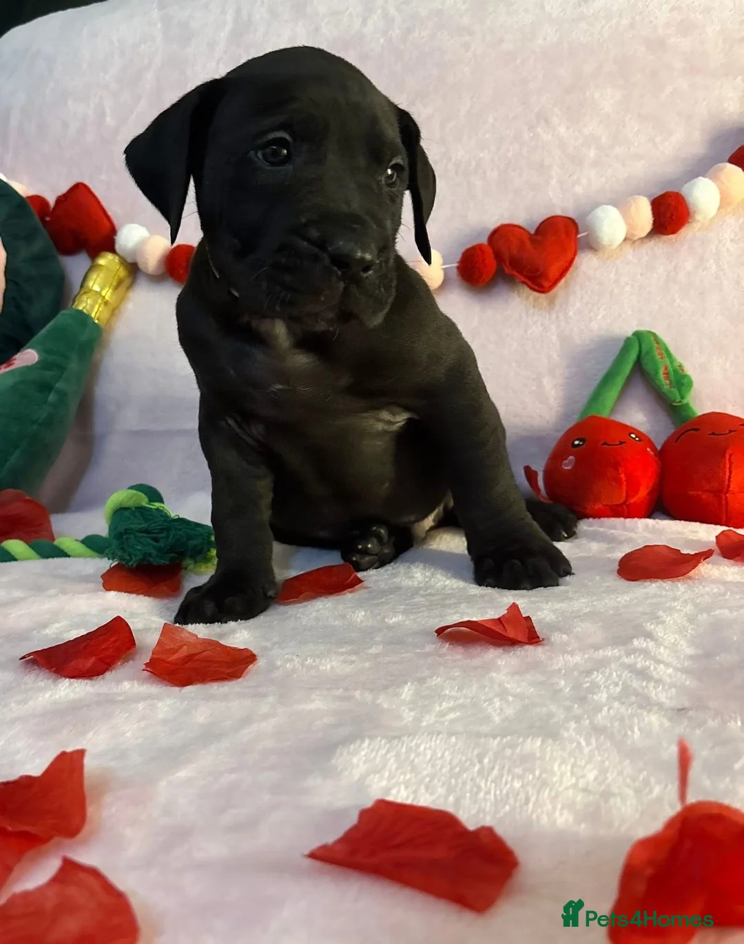 Presa Canario dogs for sale: Presa Canario puppies REDUCED  - Advert 9