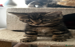 Mixed Breed cats for sale: Kittens for sale - Advert 13