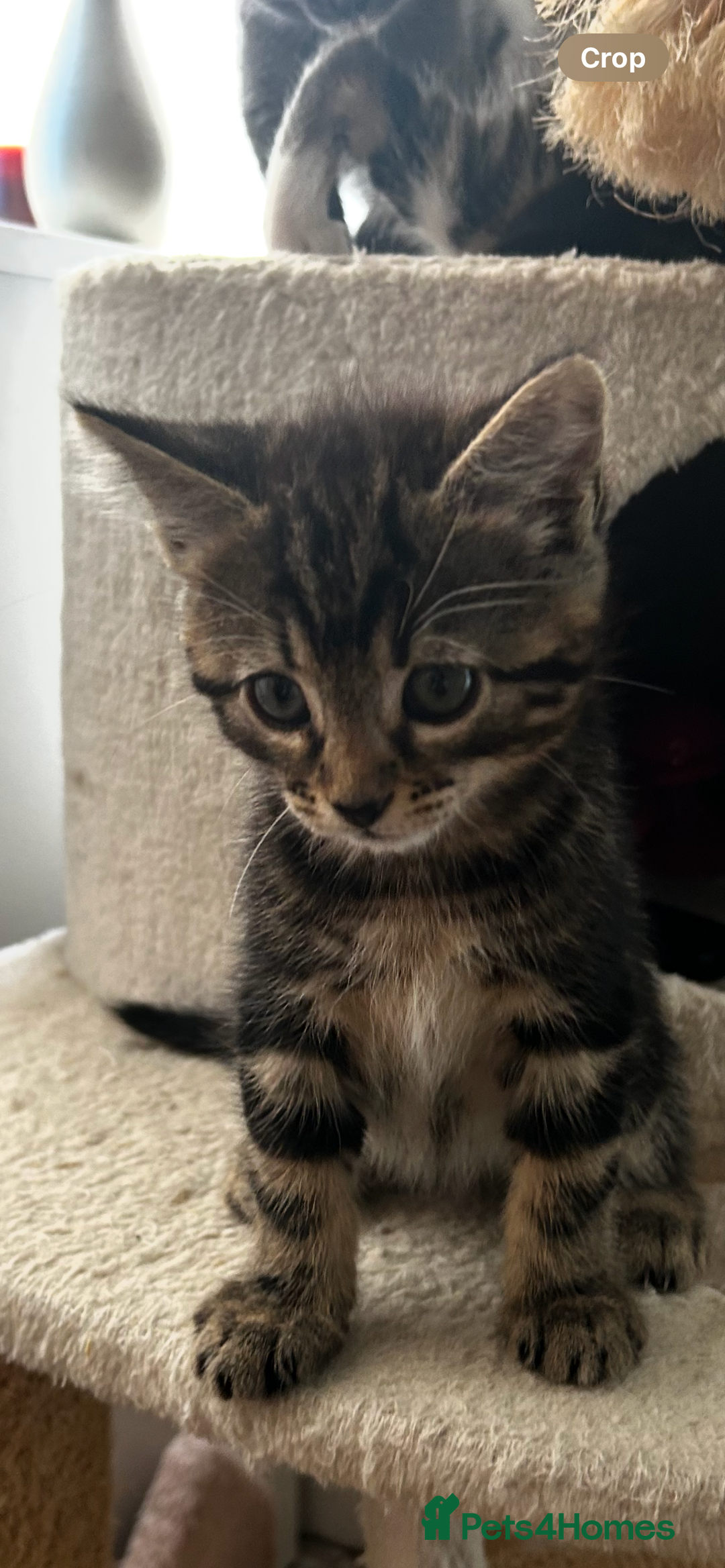 Mixed Breed cats for sale: Kittens for sale - Advert 13