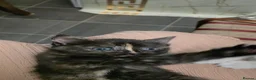 Mixed Breed cats for sale: Beautiful kittens looking for forever home - Advert 20