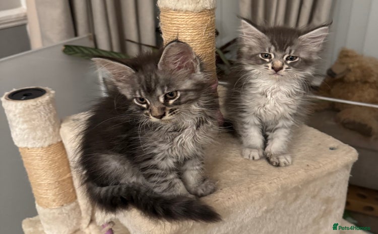 Maine Coon cats - Advert 2