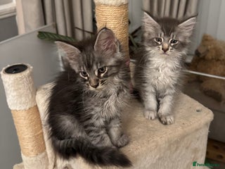Maine Coon cats - Advert 11