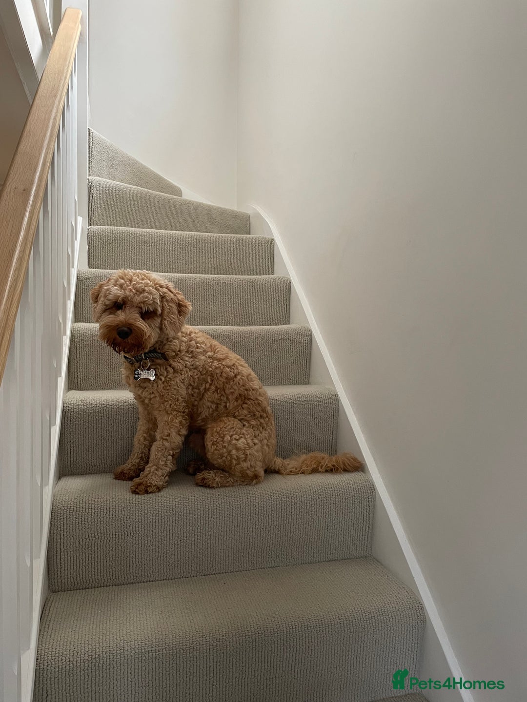 Cockapoo dogs for stud: Cockapoo for Stud  - Advert 2