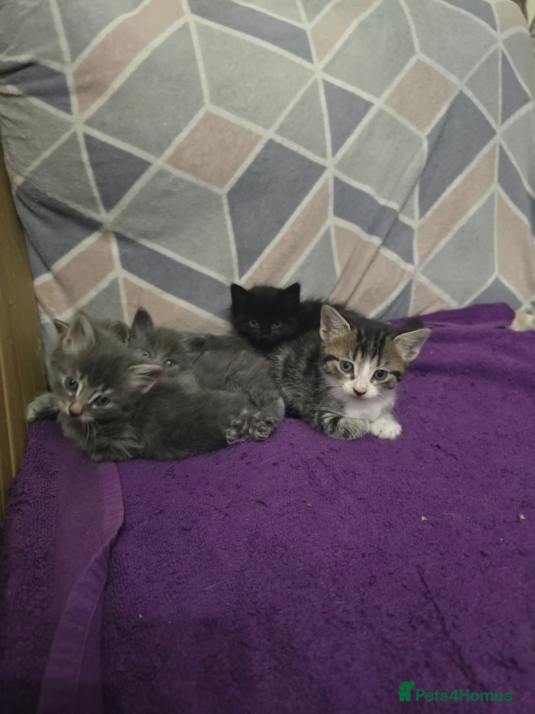 Mixed Breed cats for sale: 3 beautiful kitten  - Advert 1