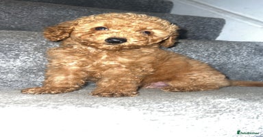 Miniature Poodle dogs - Advert 15