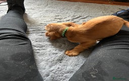 Cocker Spaniel dogs for sale: Kc cocker spaniels  - Image 12