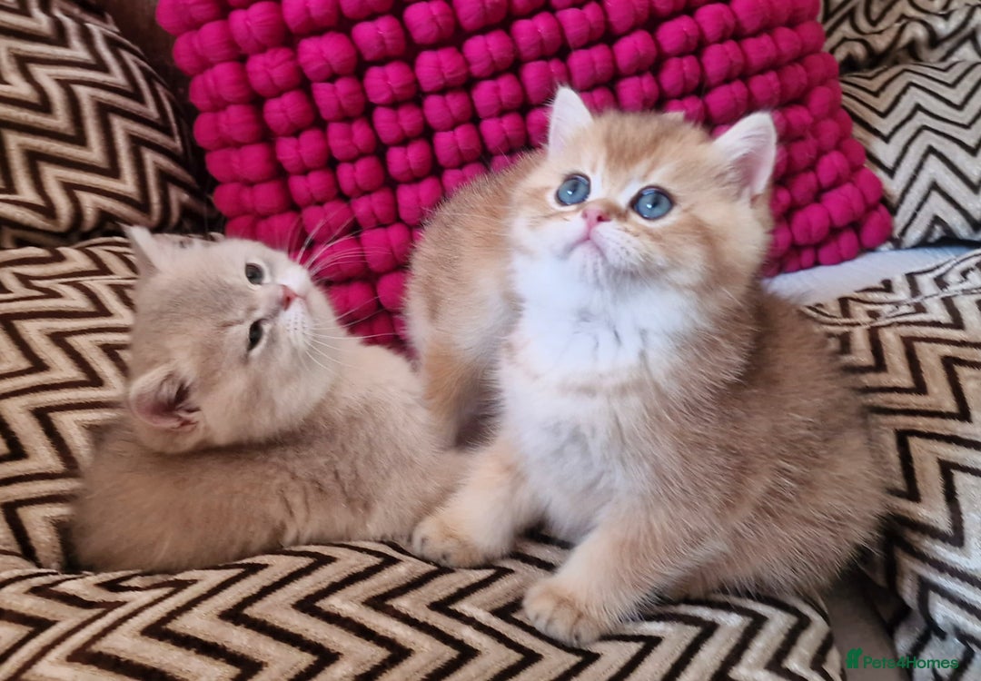 British Shorthair cats for sale: GOLDEN BRITISH SHORTHAIR KITTENS TICA  - Image 30