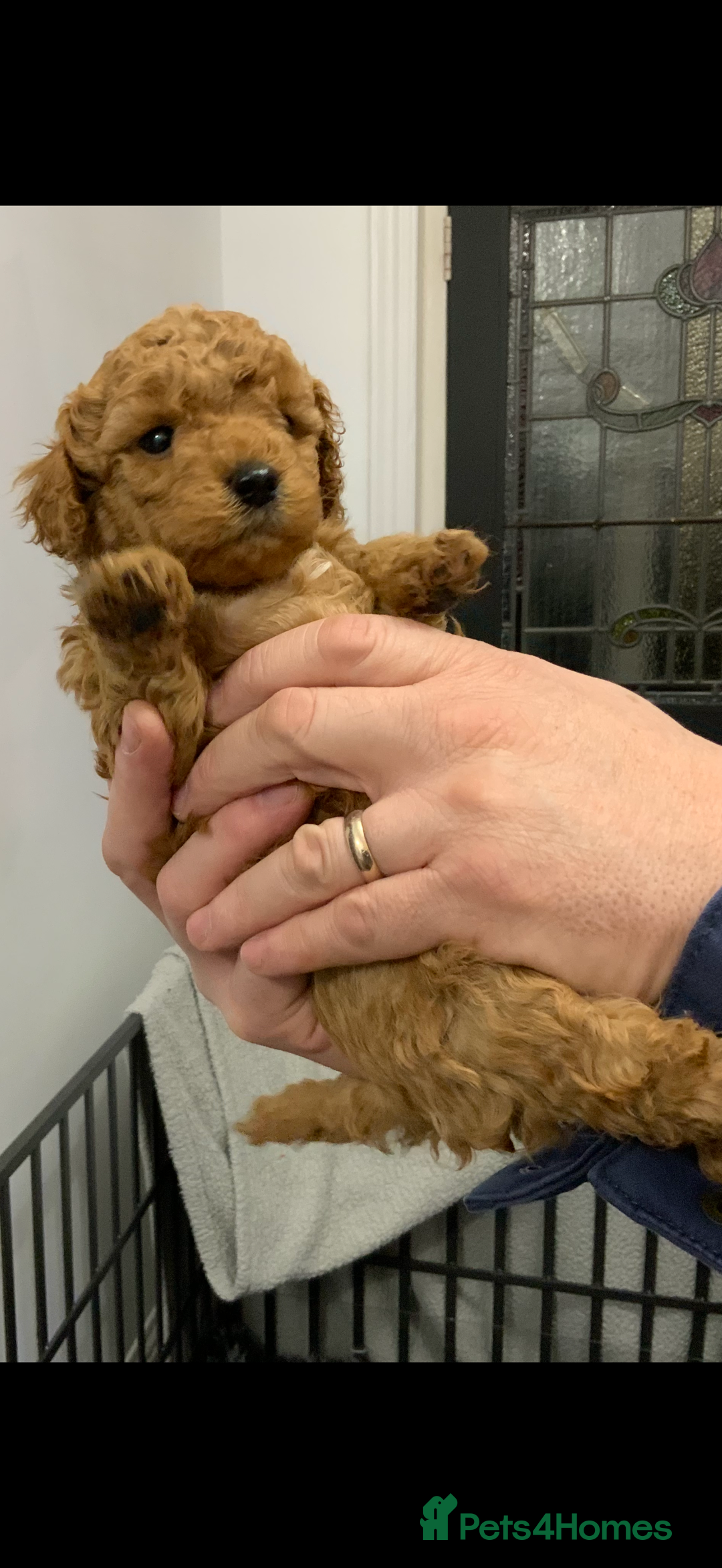 Cockapoo dogs for sale: Beautiful Cockapoo’s puppies for sale  - Advert 10