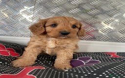 Cavapoo dogs for sale: F1 CAVAPOO puppies for sale  - Image 10