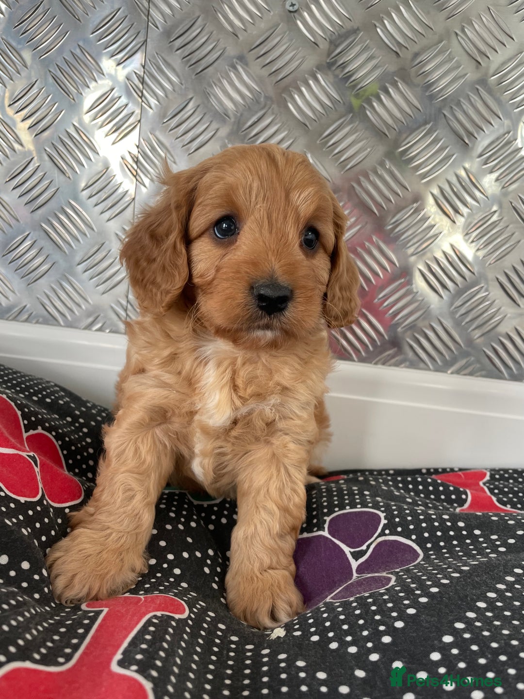 Cavapoo dogs for sale: F1 CAVAPOO puppies for sale  - Image 10