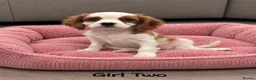 Cavalier King Charles Spaniel dogs for sale: *** KC REG DNA CLEAR CAVALIER KING CHARLES**  - Advert 9
