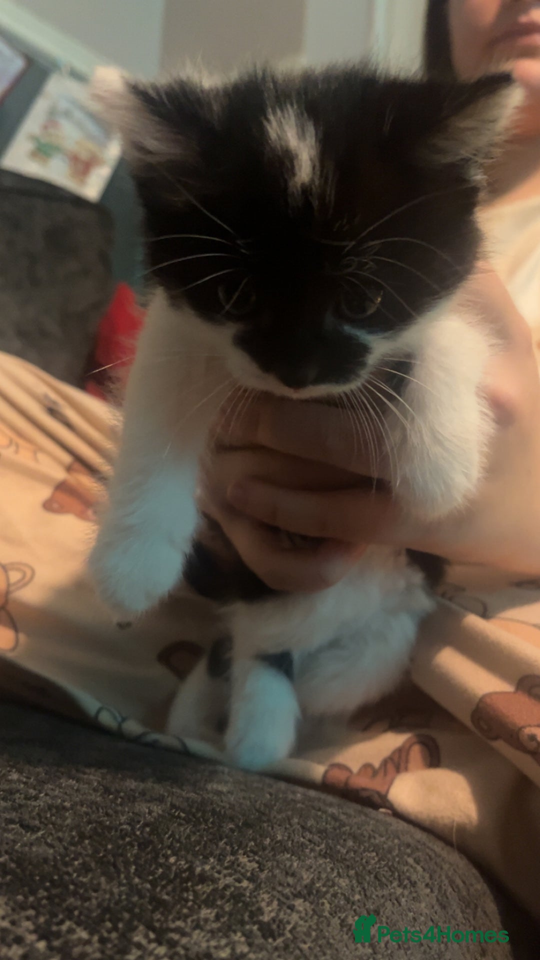 Mixed Breed cats for sale: 2 male kittens  - Advert 9