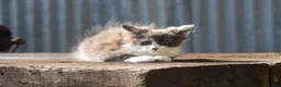 Maine Coon cats for sale: Xl Maine coon kittens parents Russian imports  - Advert 26